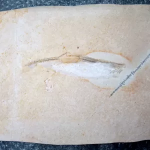 Genuine Jurassic Age Solnhofen Squid for Sale from Germany #6