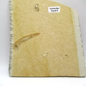 Genuine Jurassic Age Solnhofen Squid for Sale from Germany #8