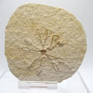 Genuine Solnhofen Saccocoma Floating Crinoid for Sale from Germany #1