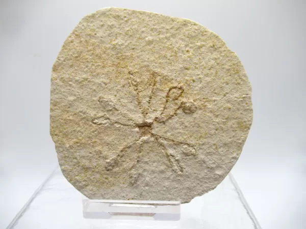 Genuine Solnhofen Saccocoma Floating Crinoid for Sale from Germany #1