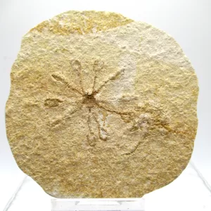 Genuine Solnhofen Saccocoma Floating Crinoid for Sale from Germany #10