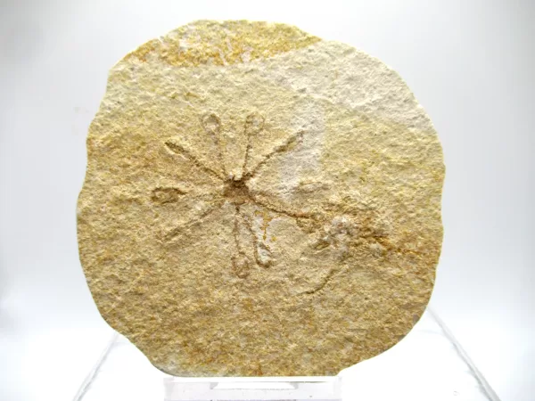 Genuine Solnhofen Saccocoma Floating Crinoid for Sale from Germany #10