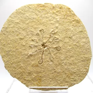 Genuine Solnhofen Saccocoma Floating Crinoid for Sale from Germany #11