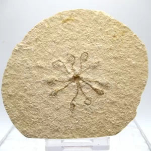 Genuine Solnhofen Saccocoma Floating Crinoid for Sale from Germany #6