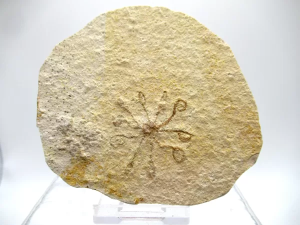 Genuine Solnhofen Saccocoma Floating Crinoid for Sale from Germany #7