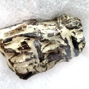 Genuine Kansas Xiphactinus Fish Vertebrae for Sale #10a