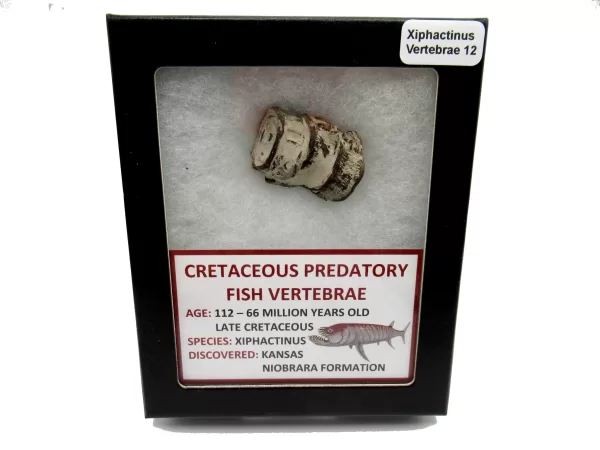 Genuine Kansas Xiphactinus Fish Vertebrae for Sale #12