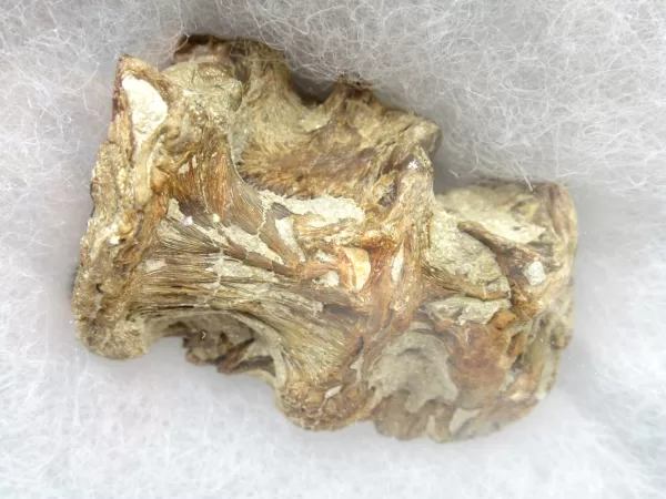 Genuine Kansas Xiphactinus Fish Vertebrae for Sale #6a