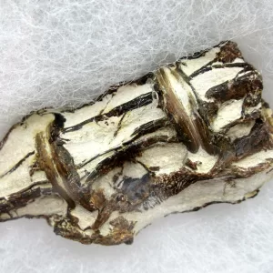 Genuine Kansas Xiphactinus Fish Vertebrae for Sale #8a