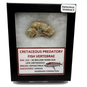 Genuine Kansas Xiphactinus Fish Vertebrae for Sale #9