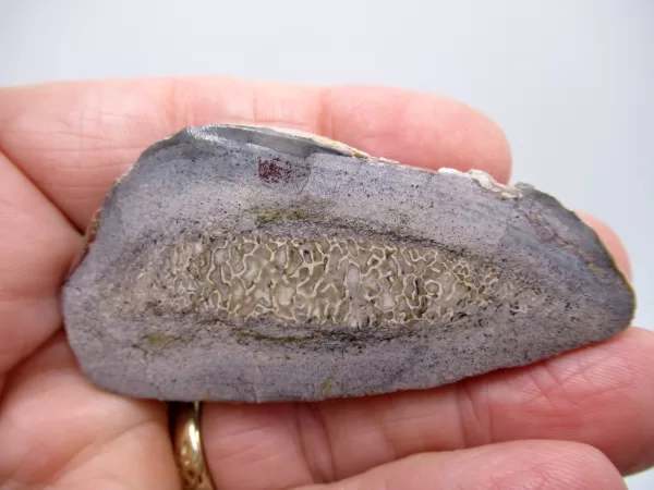 Morocco Polished Dinosaur Bone Slab Fossil for Sale #10a