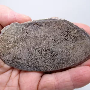 Morocco Polished Dinosaur Bone Slab Fossil for Sale #12