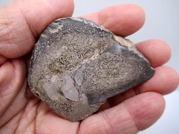 Morocco Polished Dinosaur Bone Slab Fossil for Sale #13a