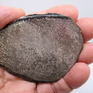 Morocco Polished Dinosaur Bone Slab Fossil for Sale #14