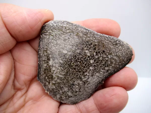 Morocco Polished Dinosaur Bone Slab Fossil for Sale #19a