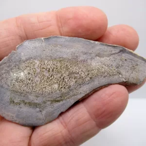 Morocco Polished Dinosaur Bone Slab Fossil for Sale #20