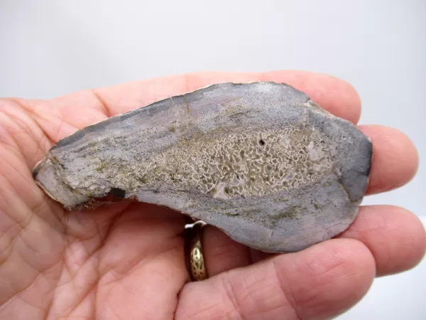 Morocco Polished Dinosaur Bone Slab Fossil for Sale #20a