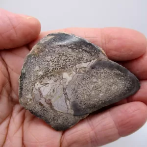 Morocco Polished Dinosaur Bone Slab Fossil for Sale #22