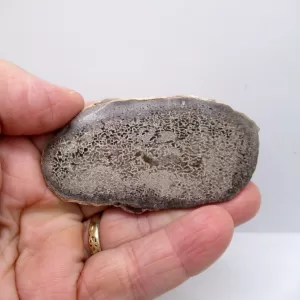 Morocco Polished Dinosaur Bone Slab Fossil for Sale #8