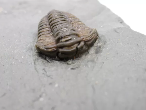 Genuine Ordovician Age Flexicalymene Trilobite Fossils for Sale from Ohio #21b