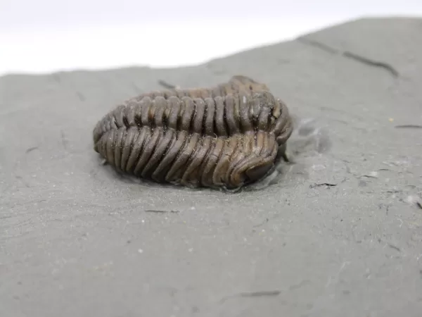 Genuine Ordovician Age Flexicalymene Trilobite Fossils for Sale from Ohio #21c