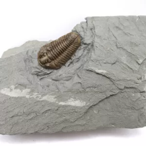 Genuine Ordovician Age Flexicalymene Trilobite Fossils for Sale from Ohio #23