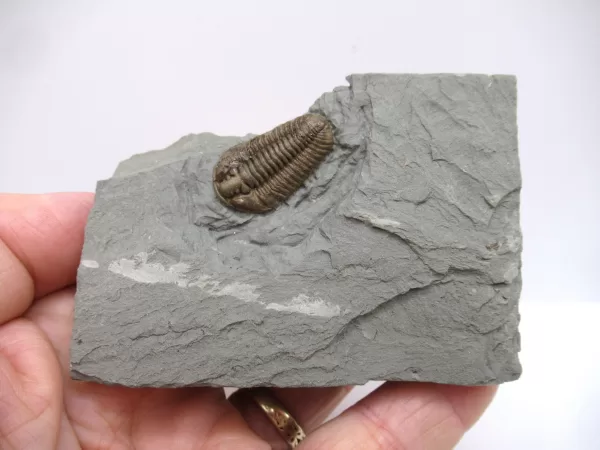 Genuine Ordovician Age Flexicalymene Trilobite Fossils for Sale from Ohio #23d