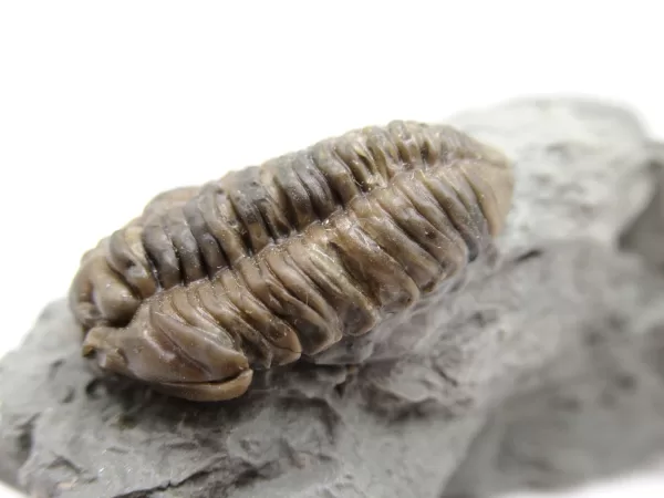 Genuine Ordovician Age Flexicalymene Trilobite Fossils for Sale from Ohio #24b