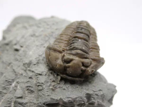 Genuine Ordovician Age Flexicalymene Trilobite Fossils for Sale from Ohio #24c