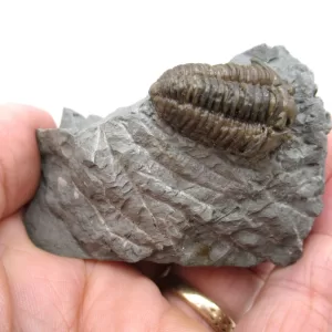 Genuine Ordovician Age Flexicalymene Trilobite Fossils for Sale from Ohio #24d