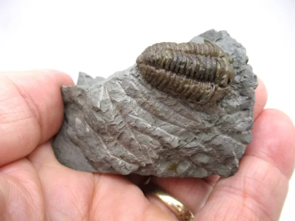 Genuine Ordovician Age Flexicalymene Trilobite Fossils for Sale from Ohio #24d