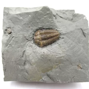 Genuine Ordovician Age Flexicalymene Trilobite Fossils for Sale from Ohio #25