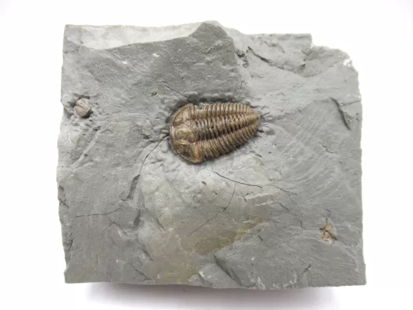 Genuine Ordovician Age Flexicalymene Trilobite Fossils for Sale from Ohio #25