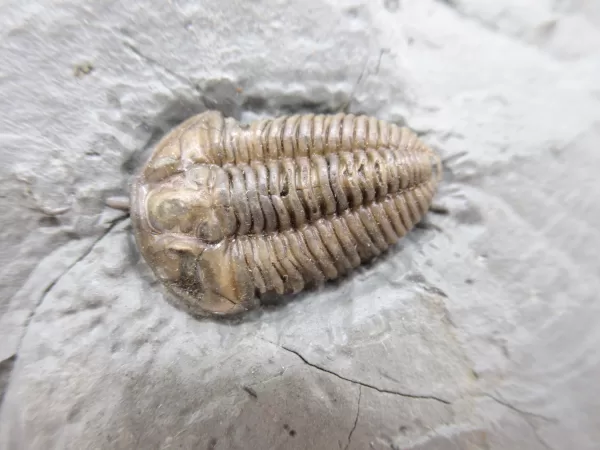 Genuine Ordovician Age Flexicalymene Trilobite Fossils for Sale from Ohio #25a