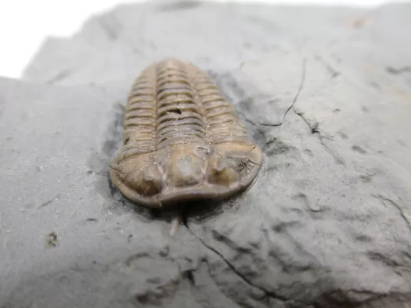 Genuine Ordovician Age Flexicalymene Trilobite Fossils for Sale from Ohio #25c