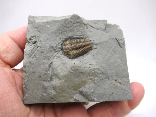 Genuine Ordovician Age Flexicalymene Trilobite Fossils for Sale from Ohio #25d