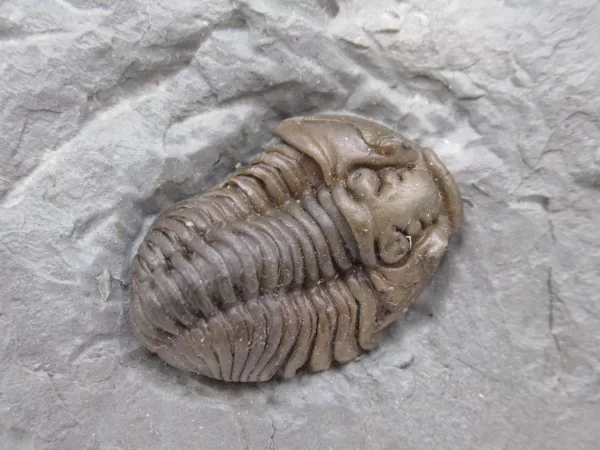 Genuine Ordovician Age Flexicalymene Trilobite Fossils for Sale from Ohio #26a