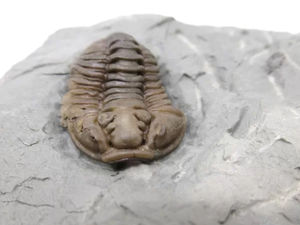 Genuine Ordovician Age Flexicalymene Trilobite Fossils for Sale from Ohio #26c