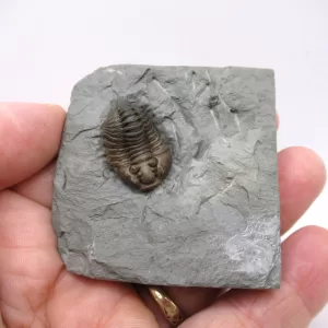 Genuine Ordovician Age Flexicalymene Trilobite Fossils for Sale from Ohio #26d