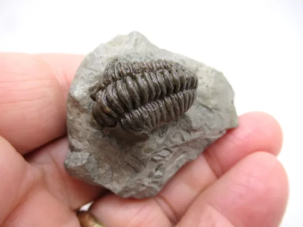 Genuine Ordovician Age Flexicalymene Trilobite Fossils for Sale from Ohio #27d