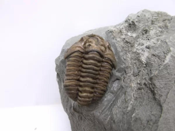 Genuine Ordovician Age Flexicalymene Trilobite Fossils for Sale from Ohio #29a