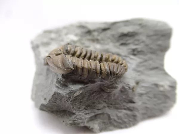 Genuine Ordovician Age Flexicalymene Trilobite Fossils for Sale from Ohio #29b