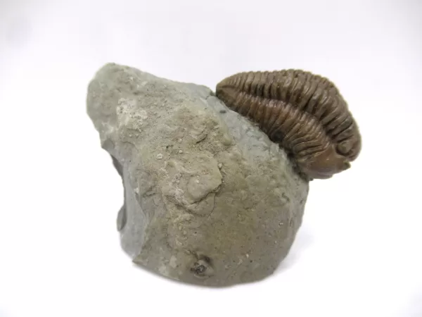 Genuine Ordovician Age Flexicalymene Trilobite Fossils for Sale from Ohio #30