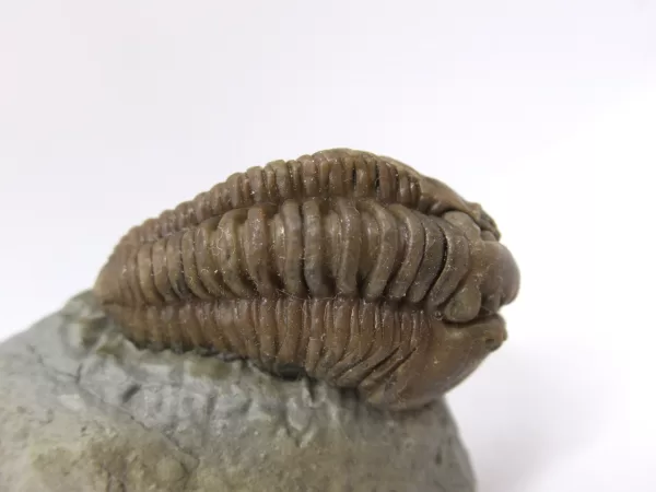 Genuine Ordovician Age Flexicalymene Trilobite Fossils for Sale from Ohio #30a