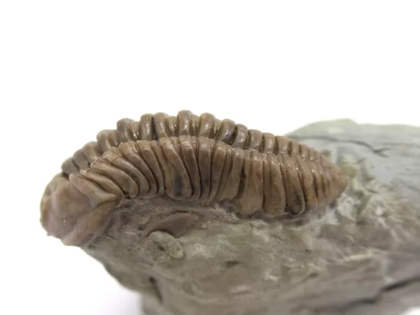 Genuine Ordovician Age Flexicalymene Trilobite Fossils for Sale from Ohio #30b