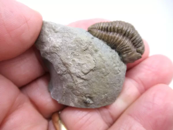 Genuine Ordovician Age Flexicalymene Trilobite Fossils for Sale from Ohio #30d