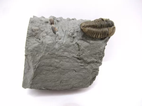 Genuine Ordovician Age Flexicalymene Trilobite Fossils for Sale from Ohio #31