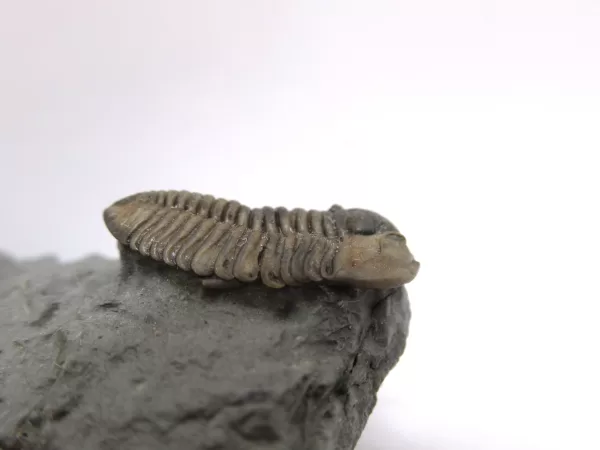 Genuine Ordovician Age Flexicalymene Trilobite Fossils for Sale from Ohio #31b