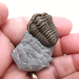 Genuine Ordovician Age Flexicalymene Trilobite Fossils for Sale from Ohio #32e