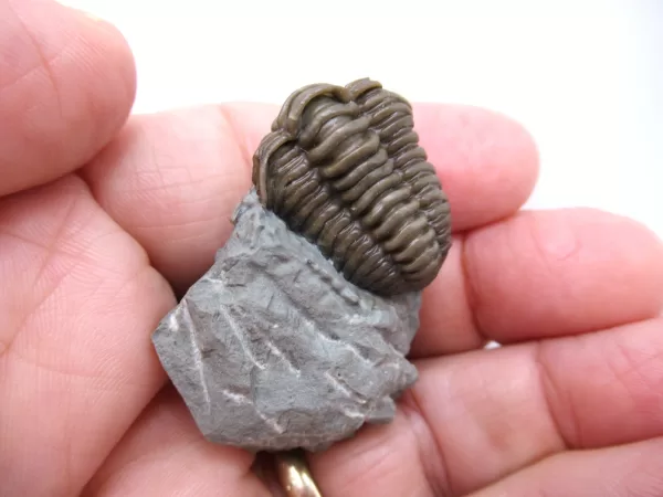 Genuine Ordovician Age Flexicalymene Trilobite Fossils for Sale from Ohio #32e